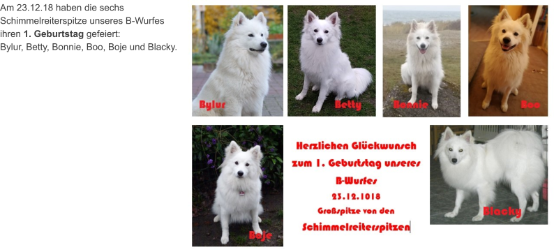 Am 23.12.18 haben die sechs  Schimmelreiterspitze unseres B-Wurfes  ihren 1. Geburtstag gefeiert:  Bylur, Betty, Bonnie, Boo, Boje und Blacky.