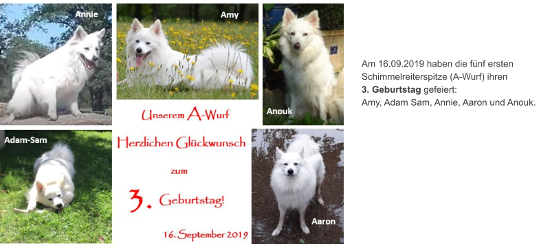 Am 16.09.2019 haben die fünf ersten  Schimmelreiterspitze (A-Wurf) ihren  3. Geburtstag gefeiert:  Amy, Adam Sam, Annie, Aaron und Anouk.