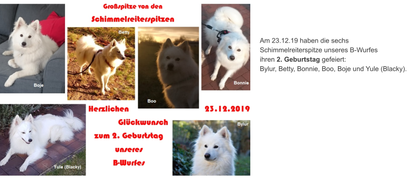 Am 23.12.19 haben die sechs  Schimmelreiterspitze unseres B-Wurfes  ihren 2. Geburtstag gefeiert:  Bylur, Betty, Bonnie, Boo, Boje und Yule (Blacky).