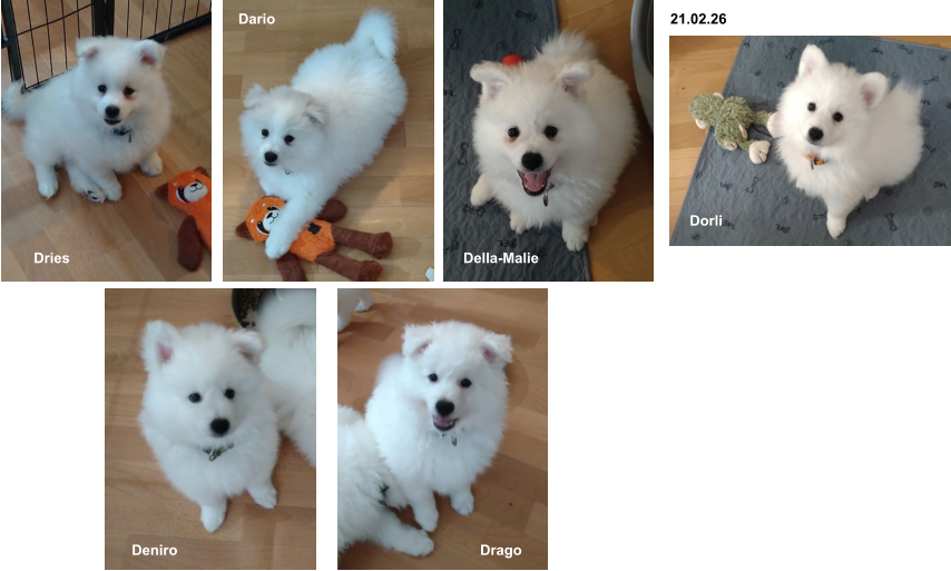 21.02.26 Dario Della-Malie Deniro Dorli Dries Drago